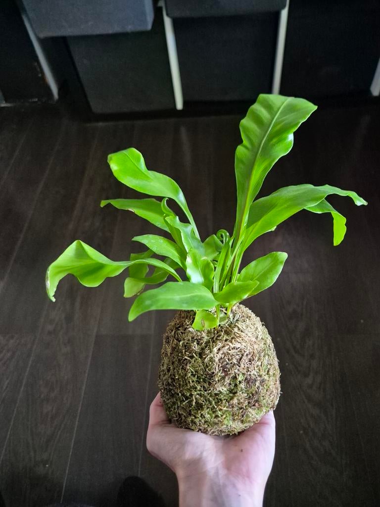 Nestvaren mosbol, Overige soorten, Minder dan 100 cm, Groene kamerplant, Halfschaduw