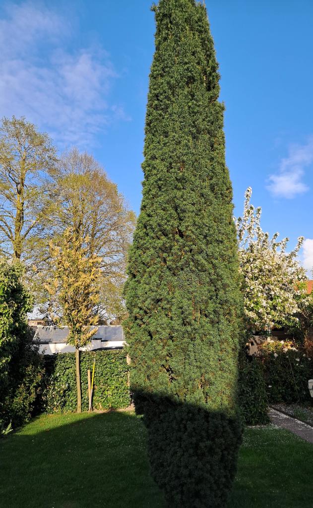 prachtige Taxus ongeveer 9 meter, Tuin en Terras, Planten | Bomen, Ophalen, Bloeit niet, Halfschaduw, Zuilboom