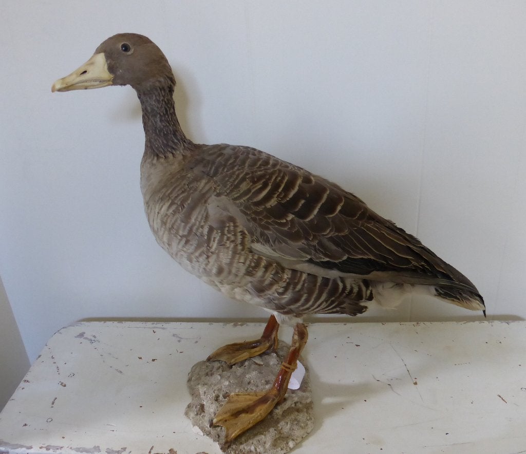Opgezette grauwe GANS / Taxidermie vogel eend opgezet, Ophalen, Zo goed als nieuw, Vogel, Opgezet dier