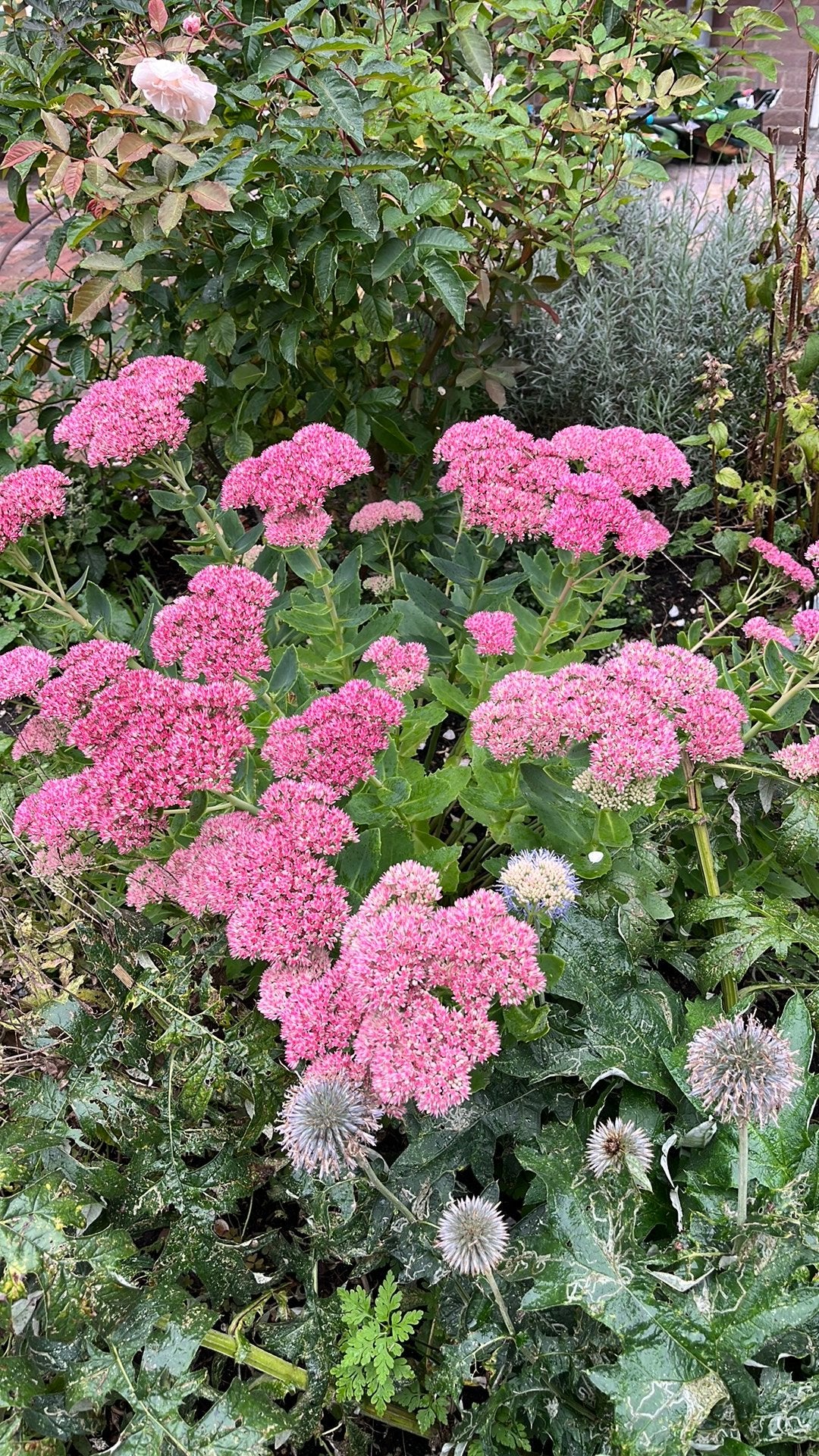 Tuinplant Sedum (Hemelsleutel), Tuin en Terras, Ophalen, Bodembedekkers, Volle zon