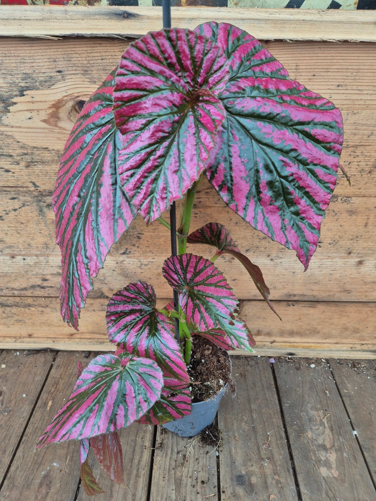 Begonia Brevirimosa p12 (2)