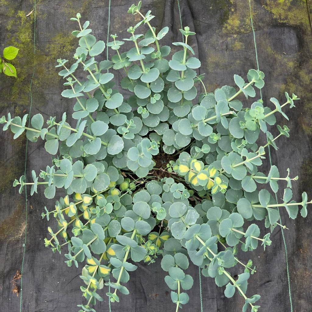 Sedum soorten - Vetplant, Ophalen, Vaste plant, Bodembedekkers, Volle zon