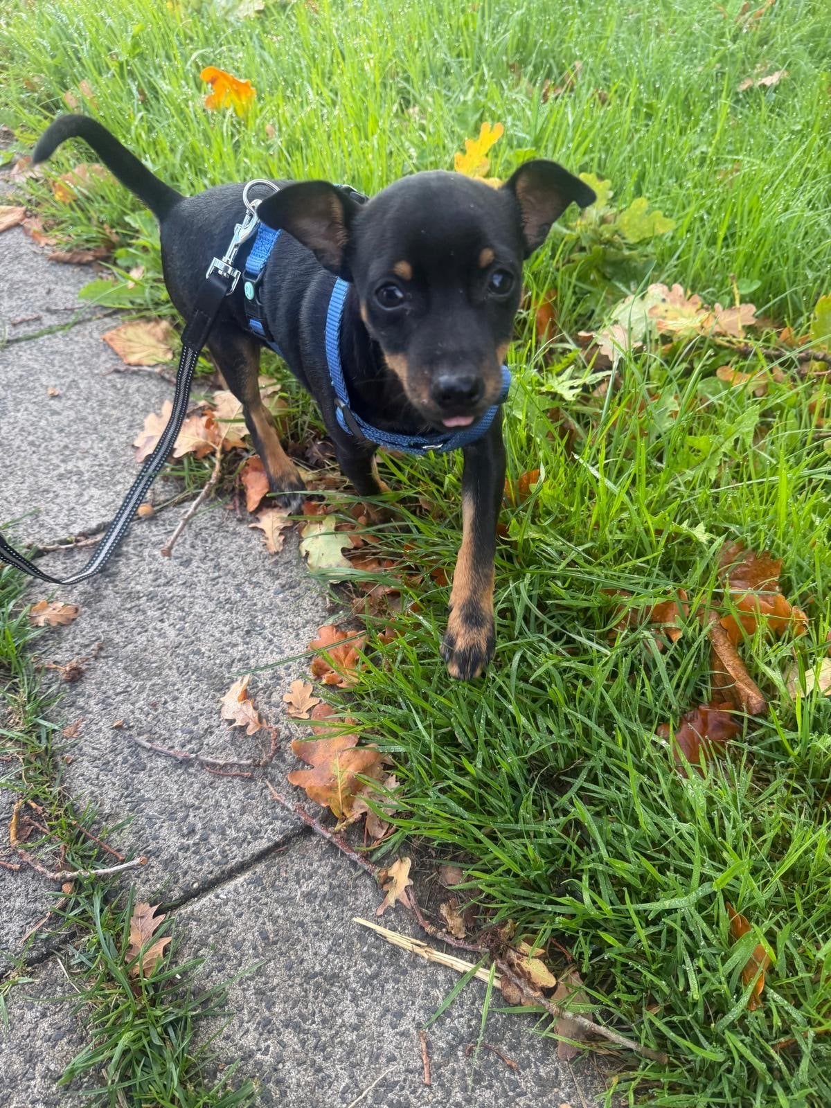 Lieve pup Leo - 4maanden-Dwergpinscher -Gechipt met Paspoort, Parvo, Particulier, 8 tot 15 weken, Buitenland