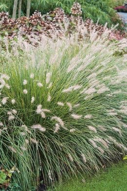 Pennisetum ‘Hameln’ Alopecuroides P9 - TOP KWALITEIT, Ophalen of Verzenden, Zomer, Volle zon, Overige soorten