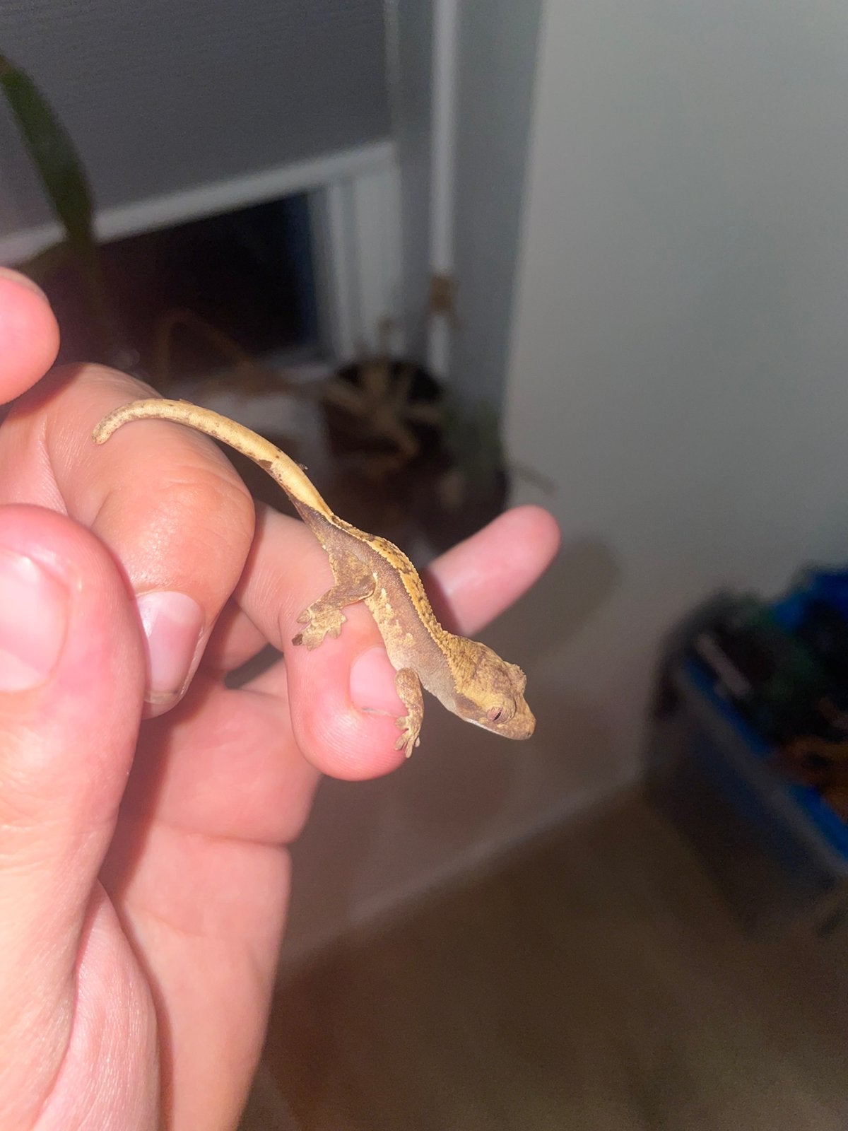Jonge Wimpergekko’s, Dieren en Toebehoren, Hagedis, 0 tot 2 jaar