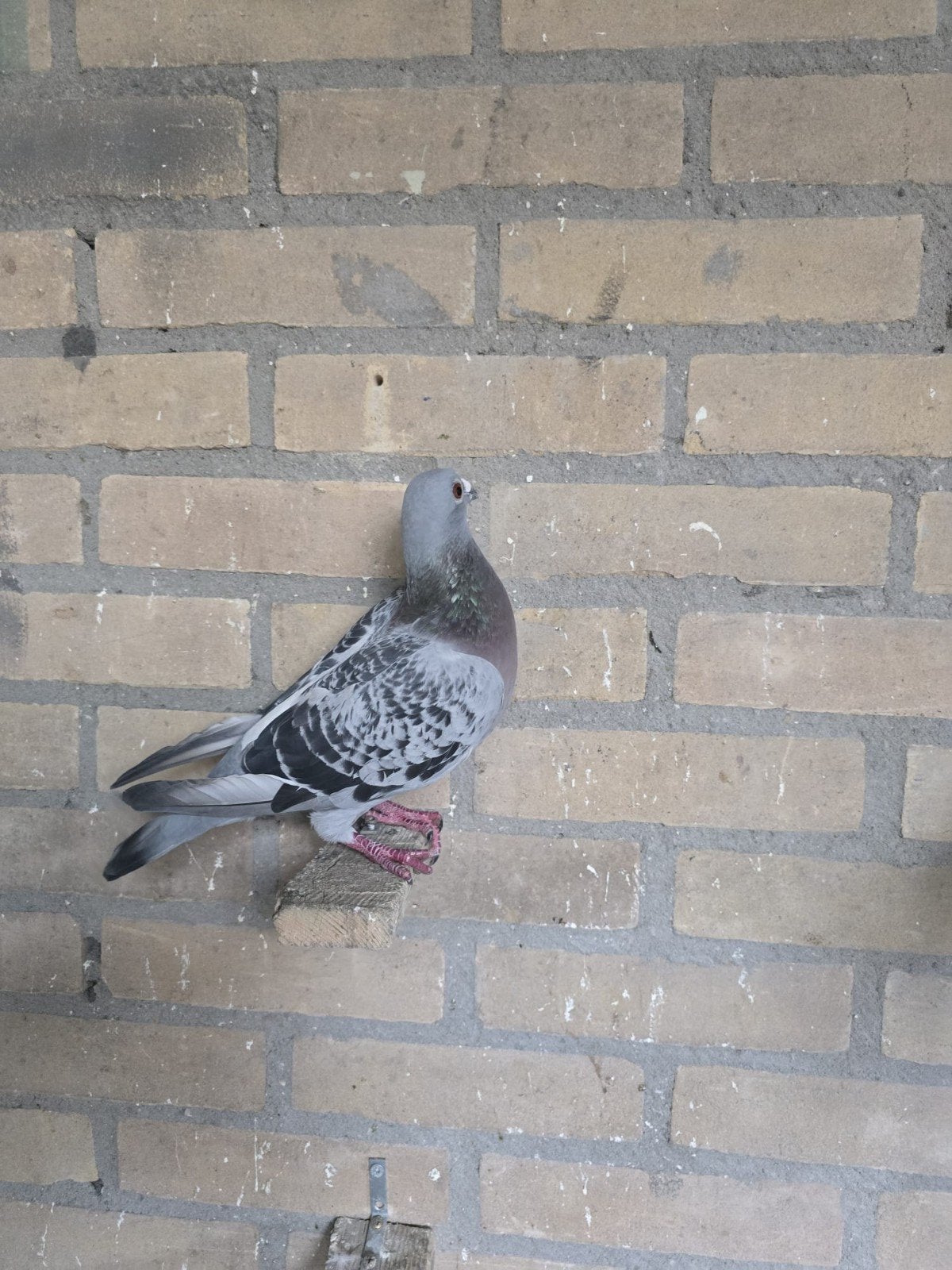 postduivin, Dieren en Toebehoren, Meerdere dieren, Postduif