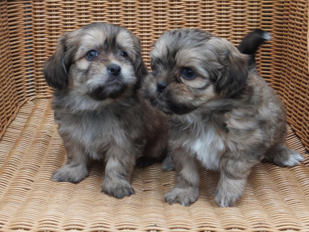 BOOMER PUPS ....MALTEZER  X  SHIH TZU, Maltezer, Nederland, 8 tot 15 weken, Meerdere
