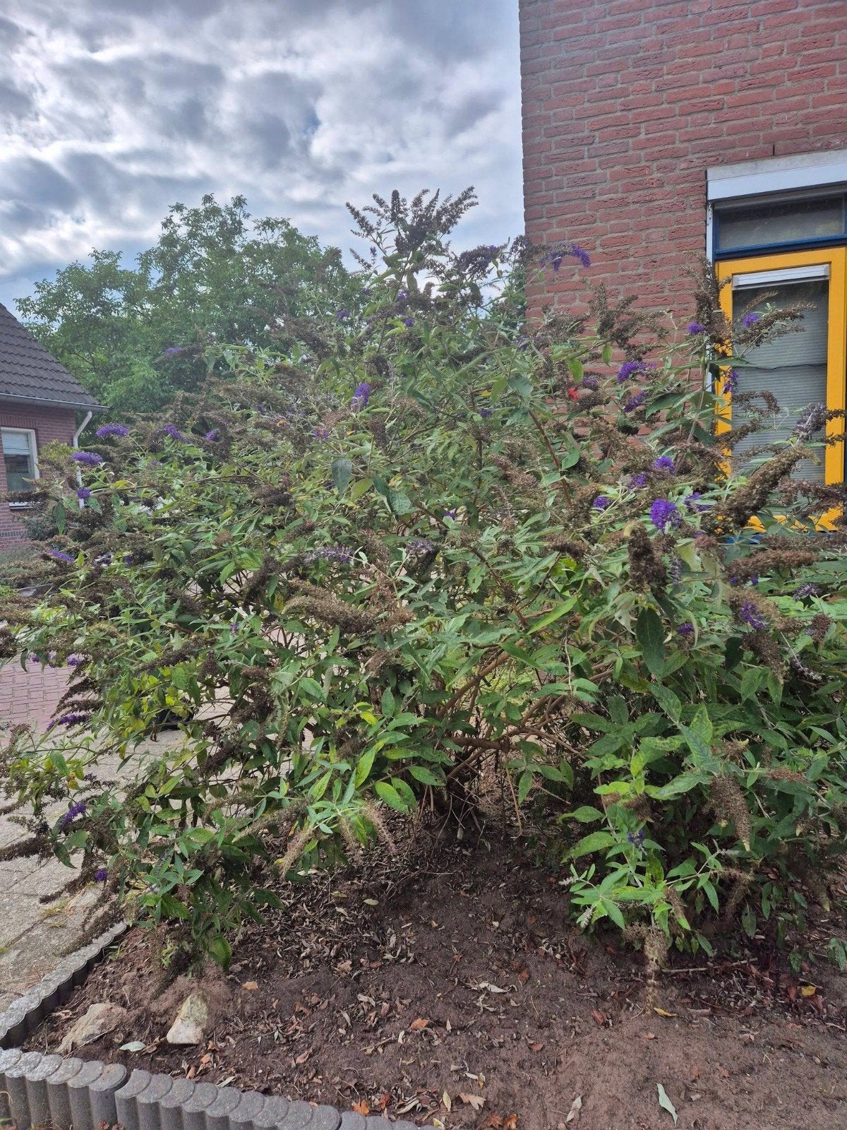 gratis vlinderstruik, Overige soorten, 100 tot 250 cm, Zomer, Ophalen