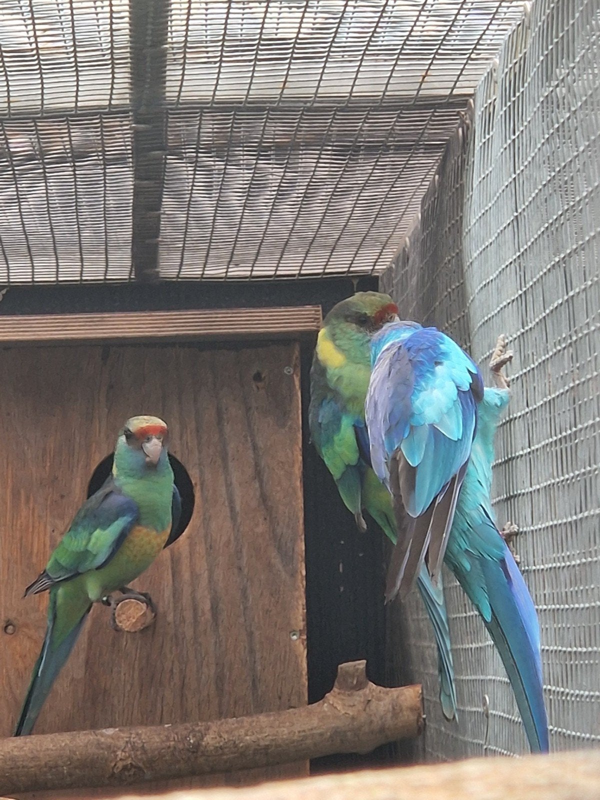 Mooie splitblauw wildkleur barnards, Dieren en Toebehoren, Meerdere dieren, Parkiet, Geringd