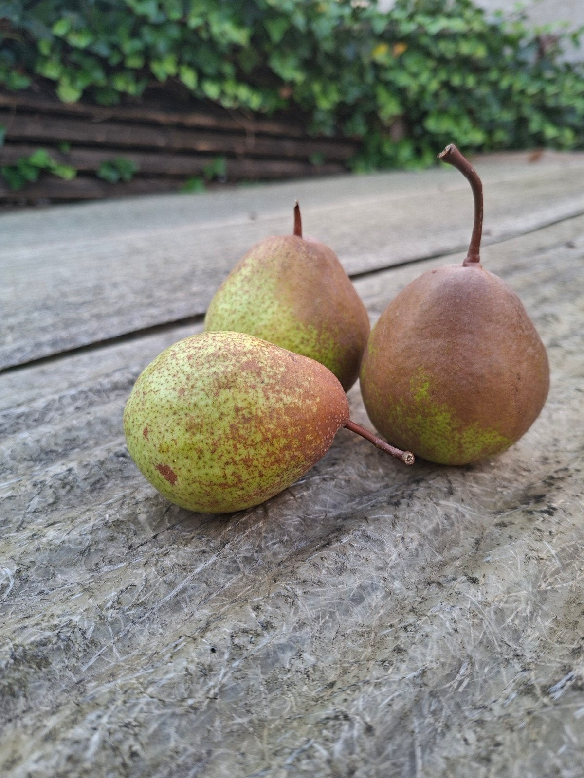 biologische zelf geteelde stoofperen, Ophalen of Verzenden, Perenboom