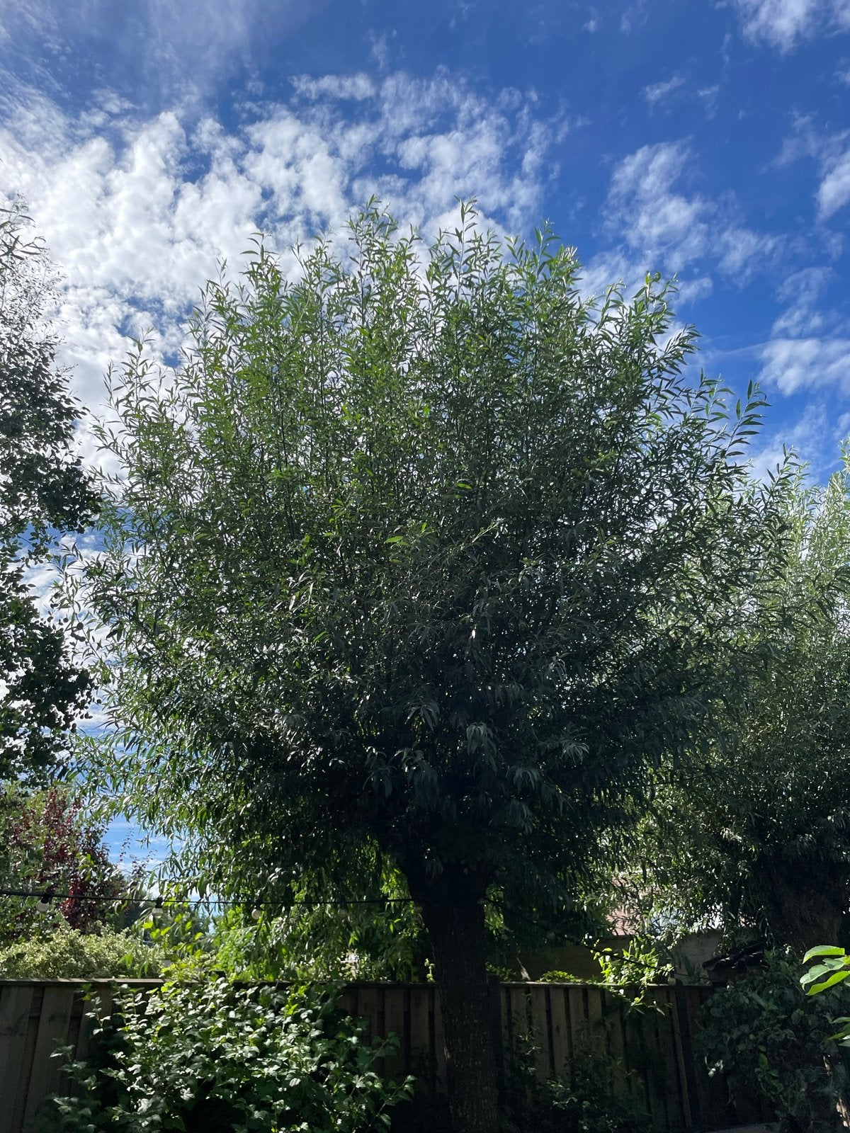Gratis Wilgentakken, Tuin en Terras, Bloeit niet, Overige soorten, 250 tot 400 cm, Ophalen