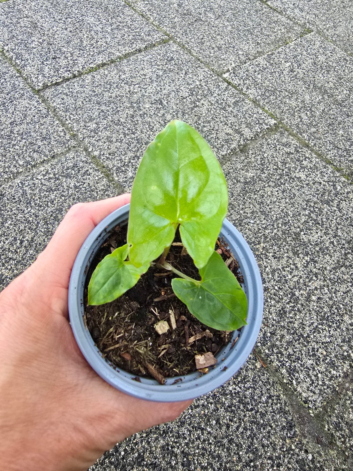 syngonium, Ophalen of Verzenden, Halfschaduw, Minder dan 100 cm