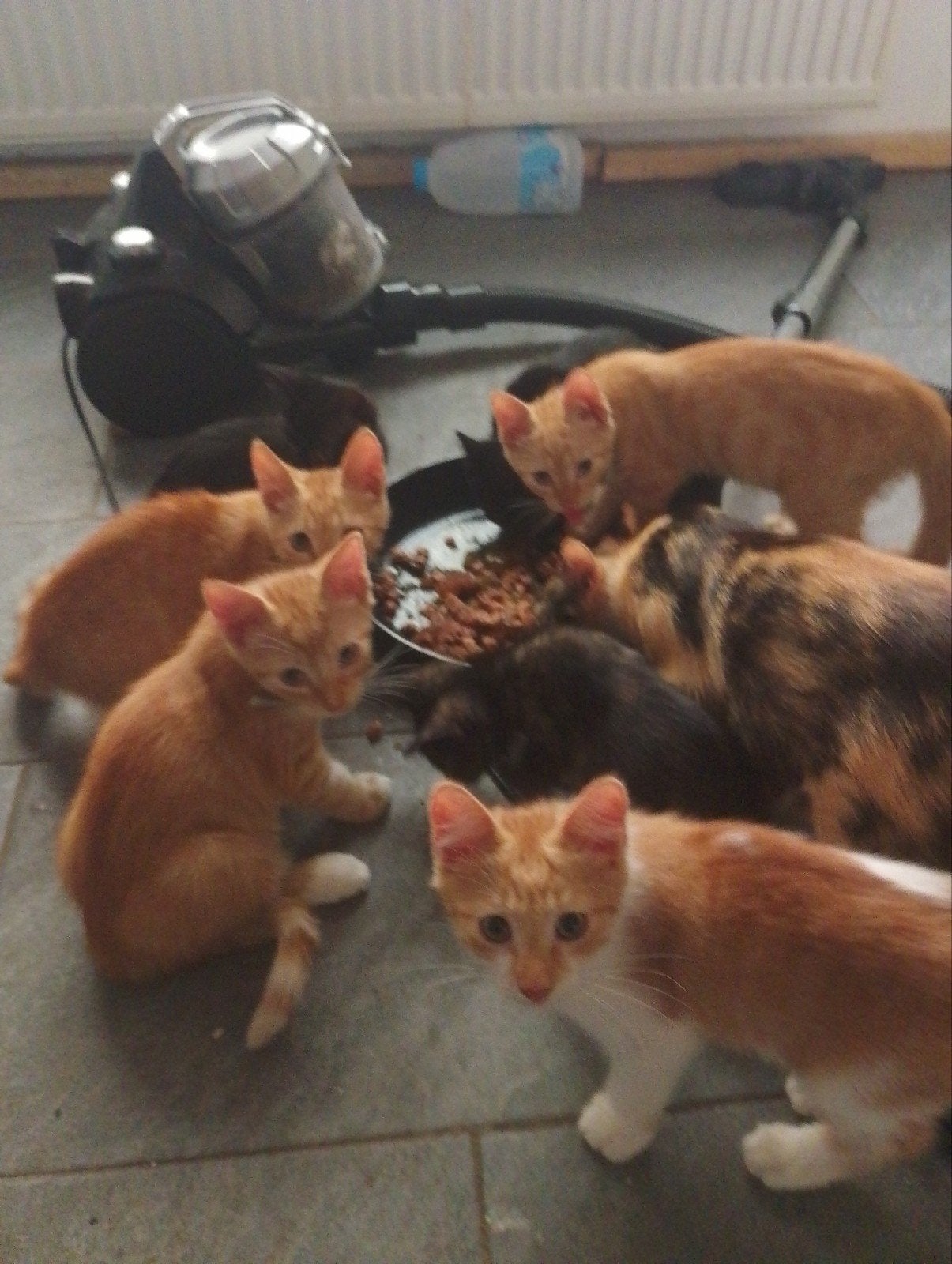 8 kittens, Dieren en Toebehoren