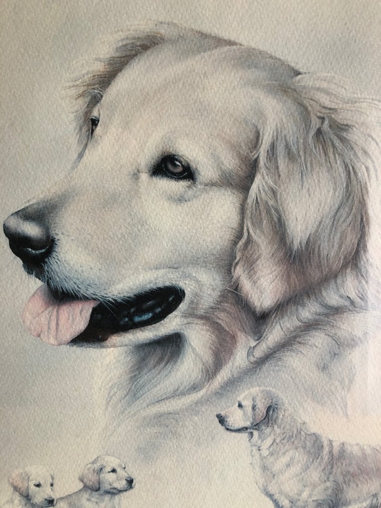 D.08 / Prachtig portret van Golden Retriever Honden, Boeken, Ophalen, Zo goed als nieuw, Overige onderwerpen