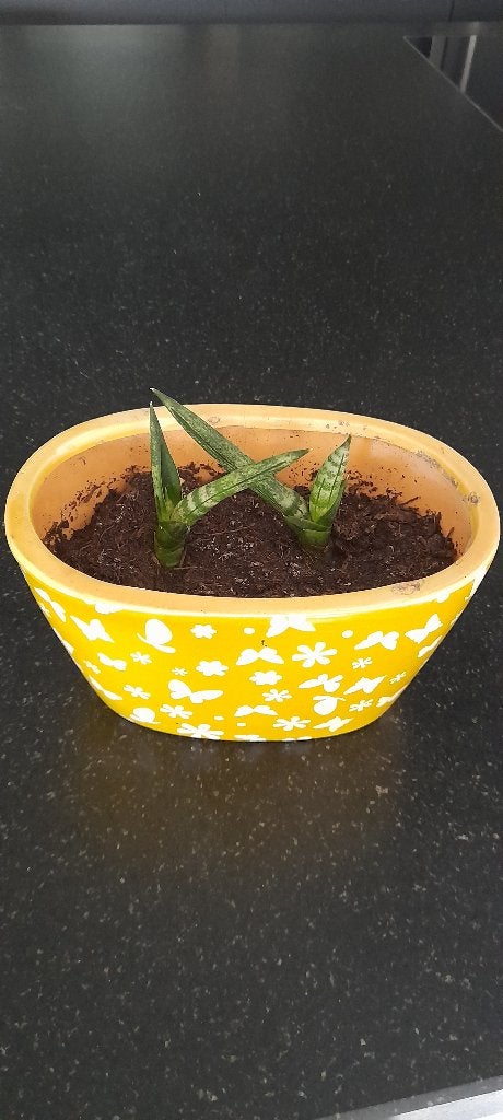 Vetplant in pot, Ophalen, Vetplant, In pot, Minder dan 100 cm