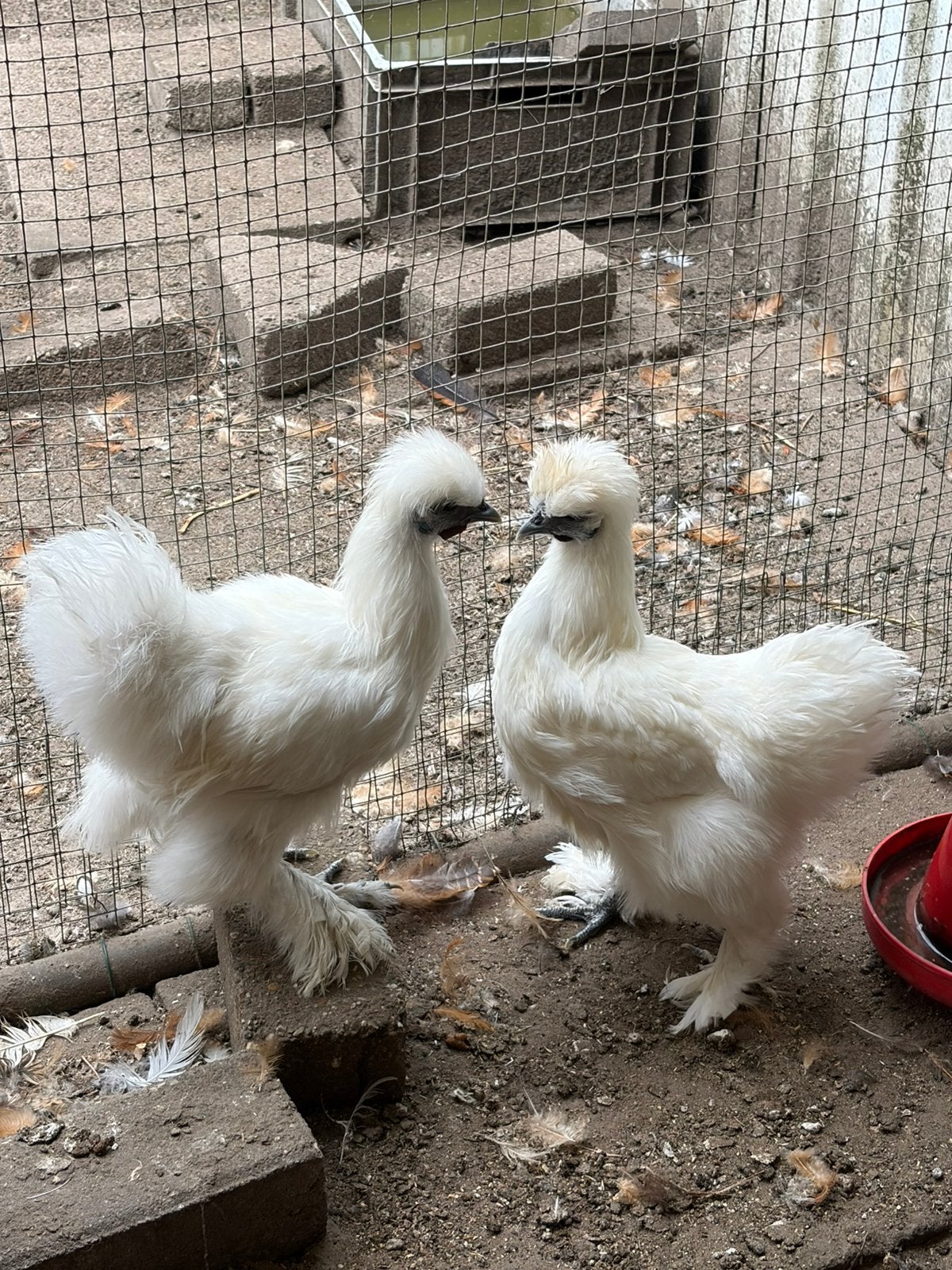 Koppel jonge witte Zijdehoenders, Dieren en Toebehoren, Pluimvee, Meerdere dieren, Kip