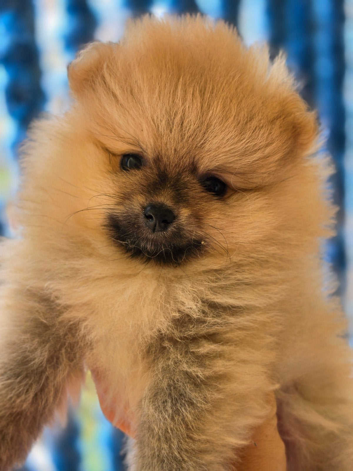 pomeriaan pups, Parvo, Keeshond, 8 tot 15 weken, Meerdere