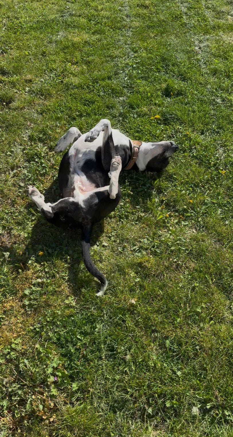 Nieuw baasje gezocht: Reu Herder, Stafford, Pitbull, 6 jaar of ouder, Reu, Eén hond, Middel