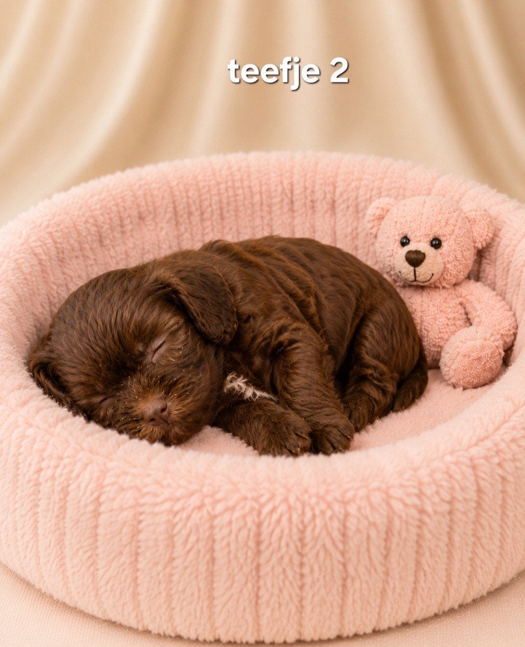 Super mooie boomer pups.Maltezer maal shih tzu, Parvo, Overige rassen, 8 tot 15 weken, Meerdere