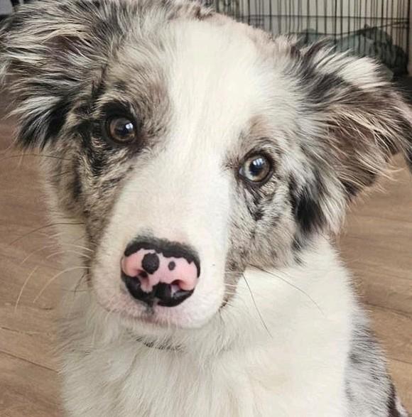 Border Collie Blue Merle 6mnd, Dieren en Toebehoren, Honden | Herdershonden en Veedrijvers, 15 weken tot 1 jaar, Reu, Collie, Parvo