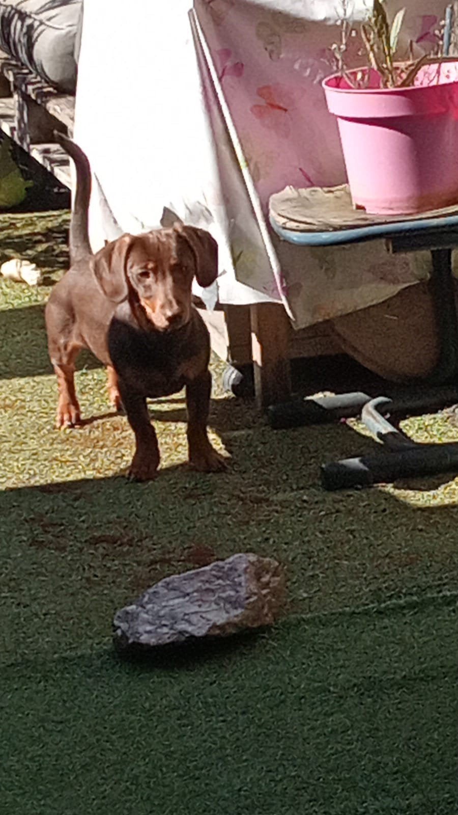 Dwerg teckel kruising Jack Russell, Dieren en Toebehoren, 15 weken tot 1 jaar, Eén hond, CDV (hondenziekte), Nederland