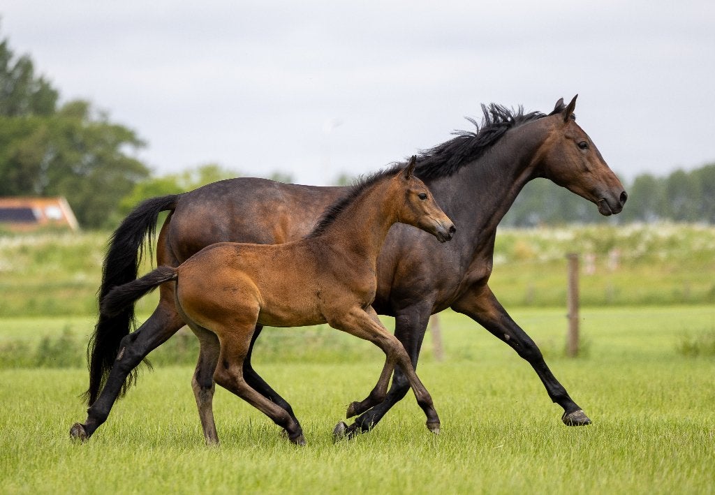 Te Koop : Merrie veulen van Roman Empire x Zonik, Dieren en Toebehoren, Paarden, Merrie, Niet van toepassing, Met stamboom, Dressuurpaard