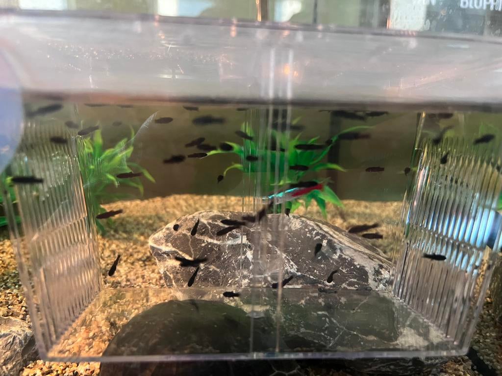 Jonge black molly vissen (guppy/ fry/ vis), Vis, Zoetwatervis