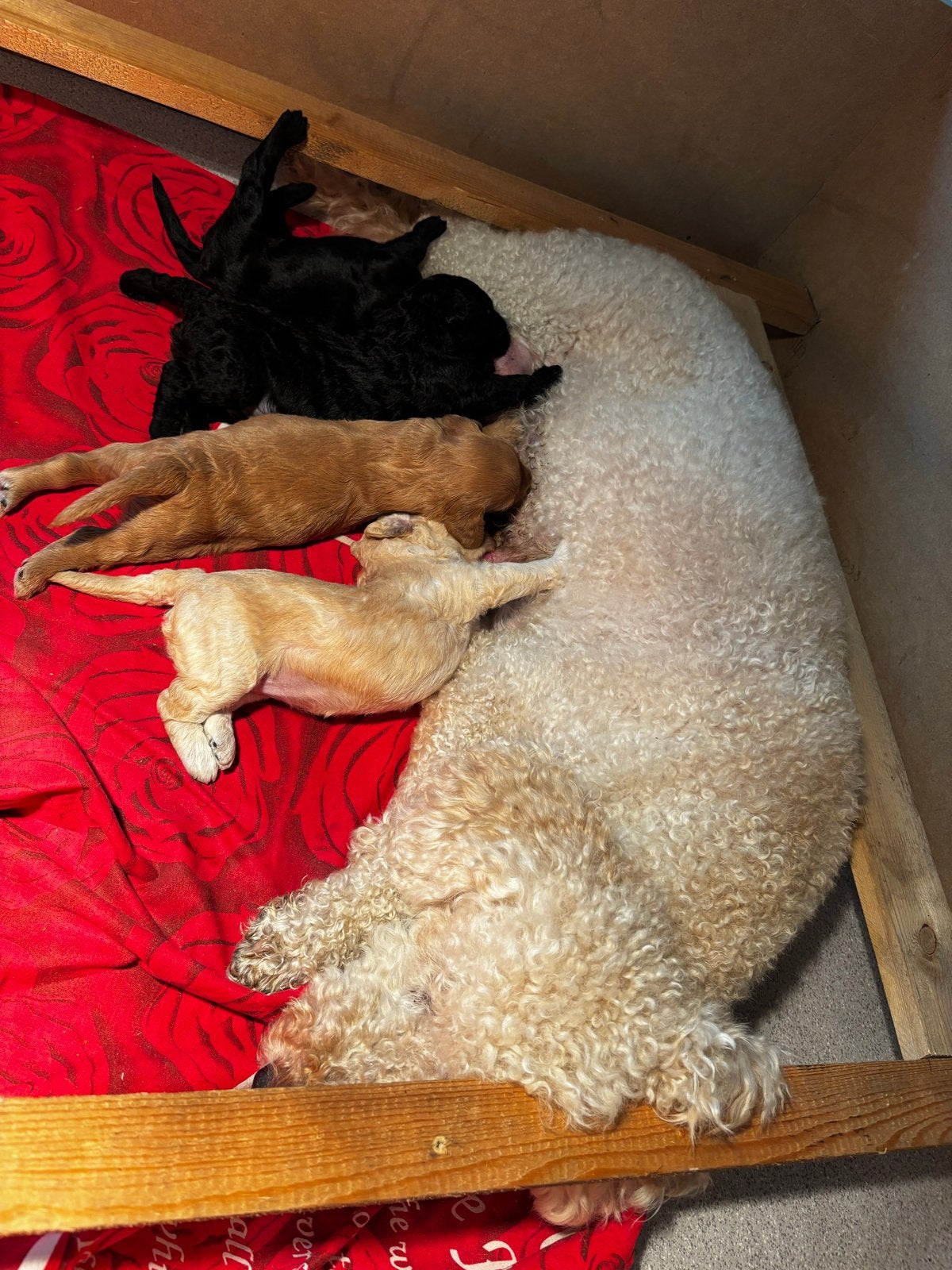 Labradoodle medium pups, Dieren en Toebehoren, Honden | Niet-rashonden, Parvo, Reu, 8 tot 15 weken, Meerdere