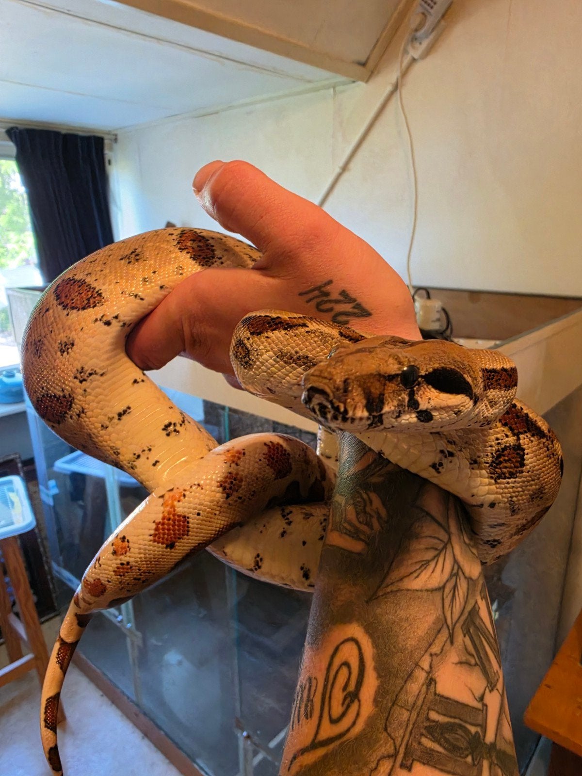 boa constrictor vrouw, Dieren en Toebehoren, Reptielen en Amfibieën, Slang, 3 tot 6 jaar