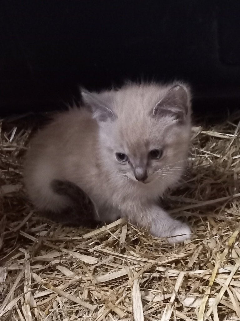 Mooie en lieve boerderij kittens te koop, Dieren en Toebehoren, Katten en Kittens | Overige Katten, Meerdere dieren, Kortharig