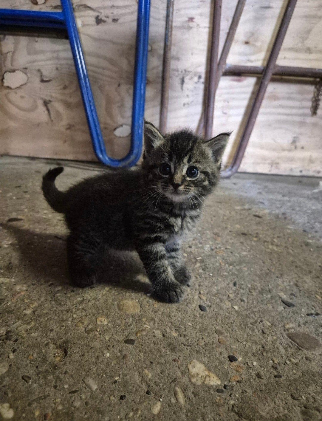 Kruising noorse boskat langharige kittens, Dieren en Toebehoren, Meerdere dieren, Langharig, 0 tot 2 jaar