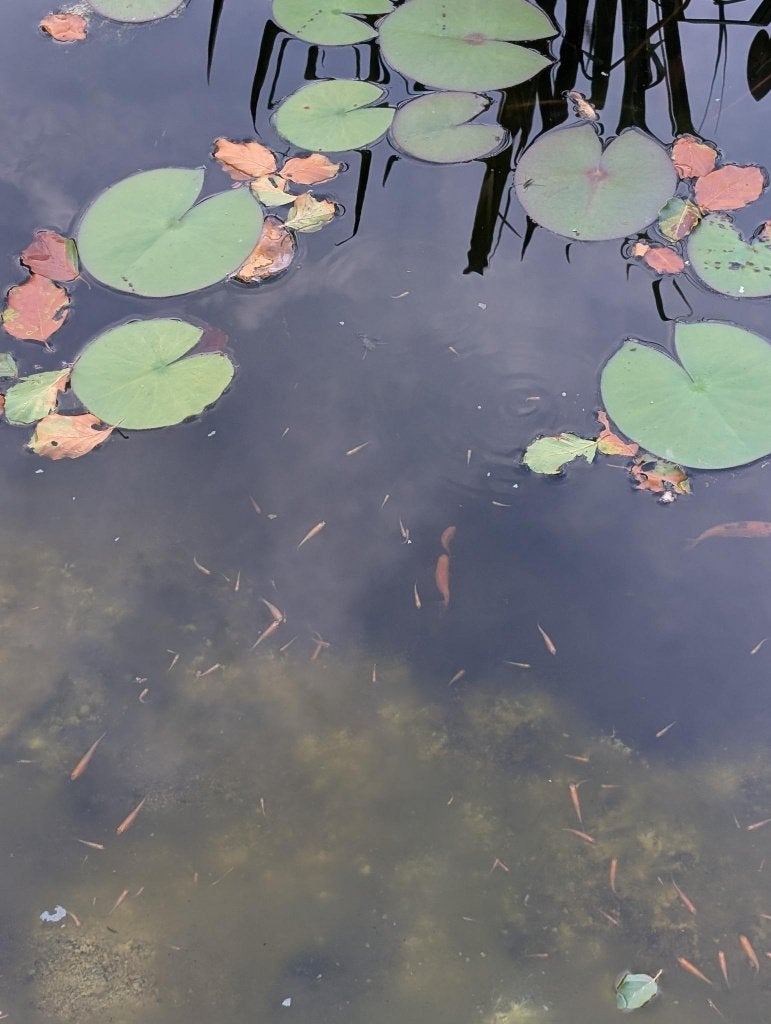 Goudelritsen, vijver visjes, afname 5 stuks minimaal, Dieren en Toebehoren, Overige soorten