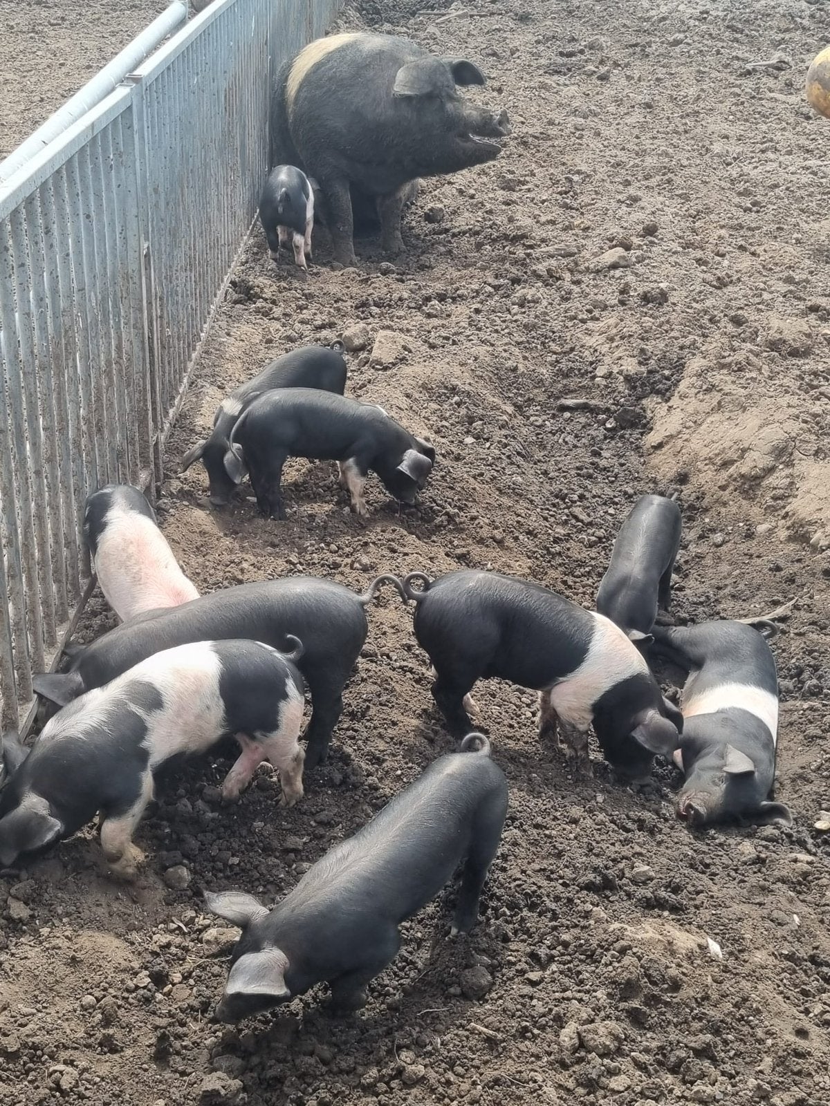 Biggen husemer x pietran, Dieren en Toebehoren, Schapen, Geiten en Varkens, Vrouwelijk, Schaap