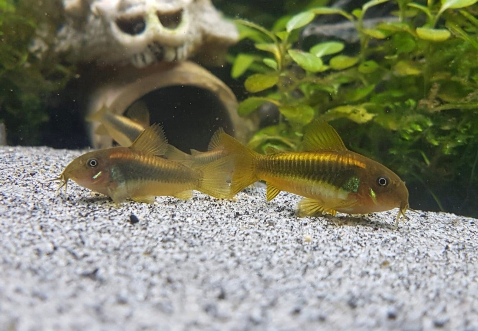 Corydoras Goldlazer kweekgroep 16st., Dieren en Toebehoren, Vissen | Aquariumvissen, Vis