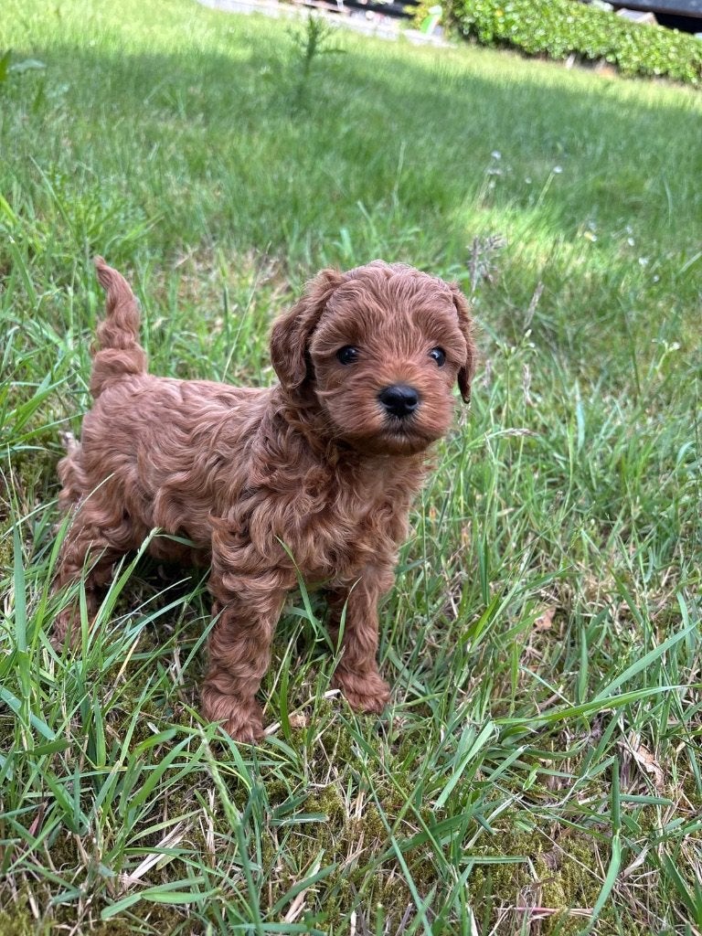 Labradoodle pups te koop, Dieren en Toebehoren, Honden | Chihuahua's en Gezelschapshonden, Meerdere dieren, Overige rassen, Particulier