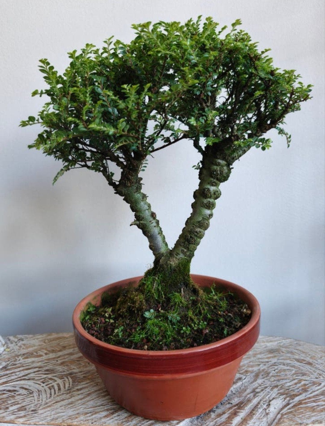 Ulmus Parviflora bonsai, Tuin en Terras, Bloeit niet, Halfschaduw, Minder dan 100 cm, Overige soorten