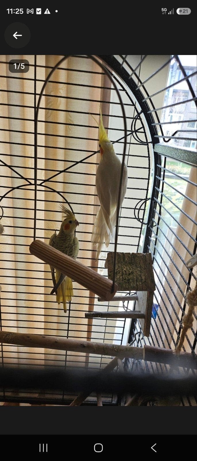 Mooi koppeltje Valkparkieten, Ophalen of Verzenden, Zo goed als nieuw, Metaal, Vogelkooi