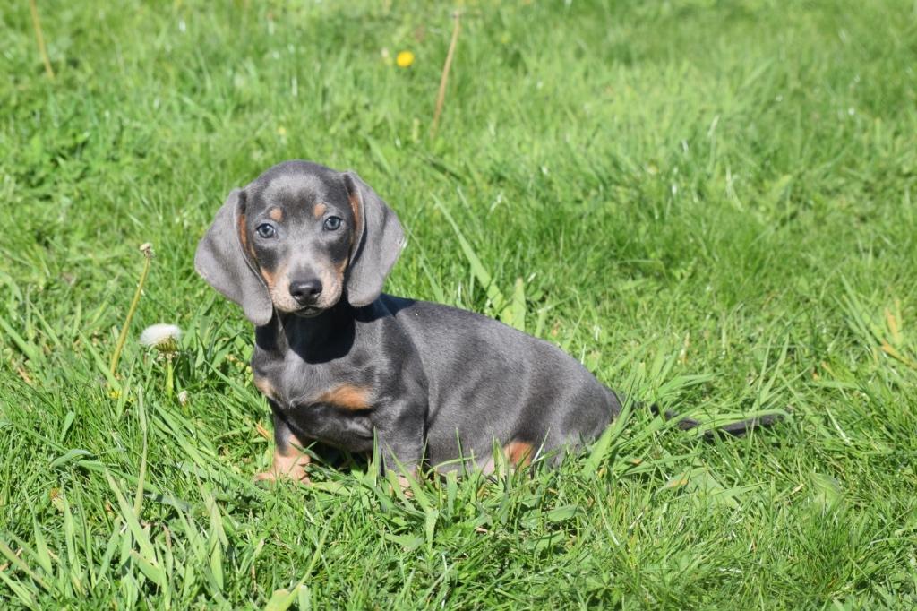 Teckel pups kies uw kleurtje, België, 15 weken tot 1 jaar, Korthaar, Dwerg