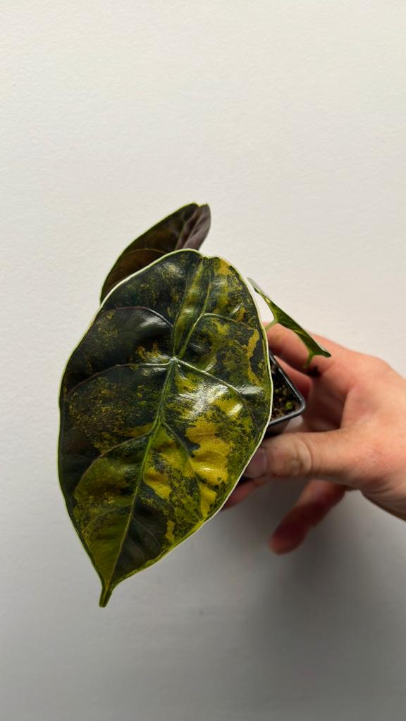 Alocasia Azlanii Aurea Variegata - Zeldzame Kamerplant #2, Huis en Inrichting, Kamerplanten, Overige soorten, Minder dan 100 cm