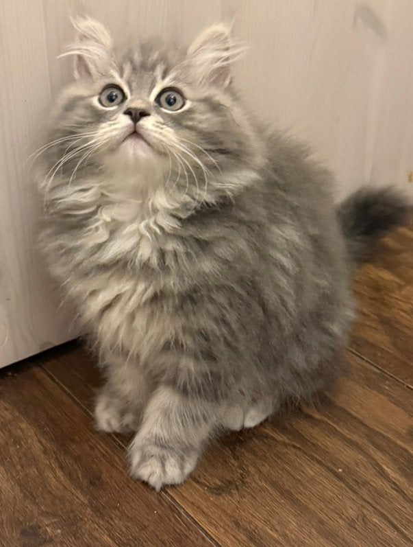 Ragdoll kittens te koop 650, Meerdere dieren