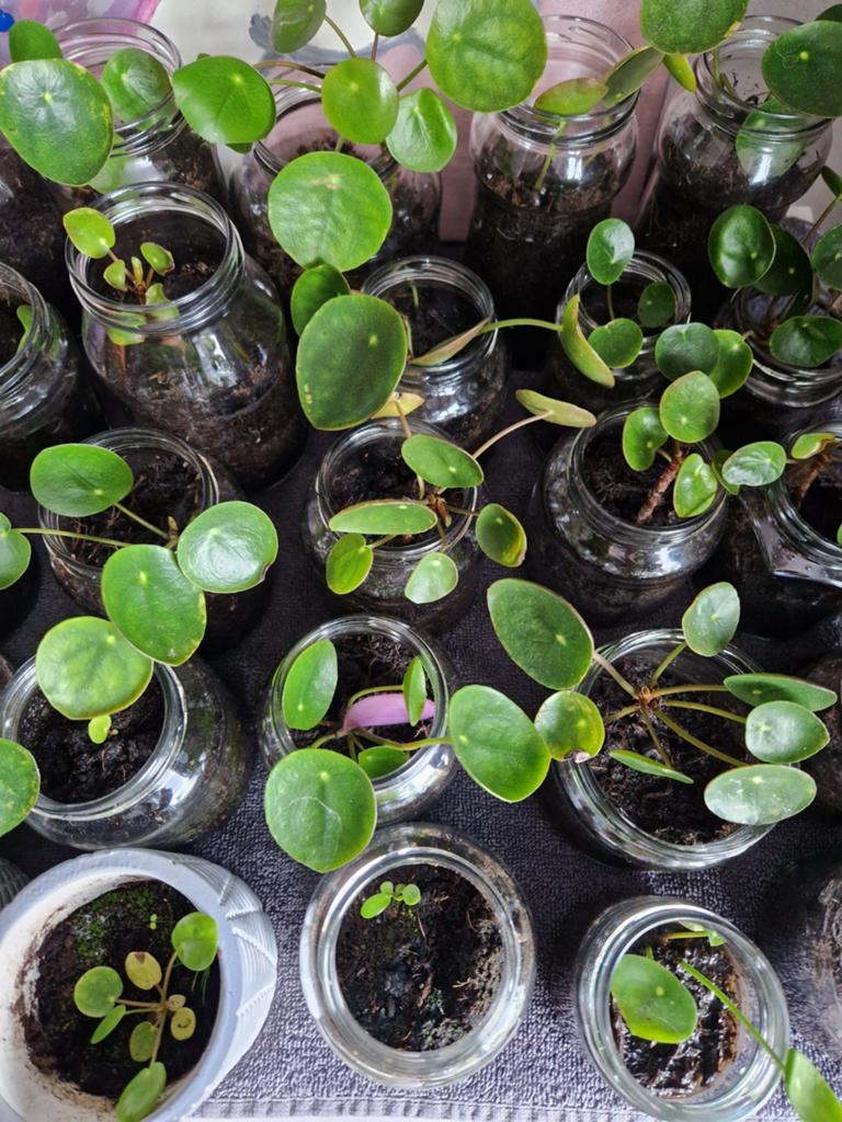 Pannenkoekenplant (Pilea Peperomioides) stekjes, Ophalen, Overige soorten, Volle zon