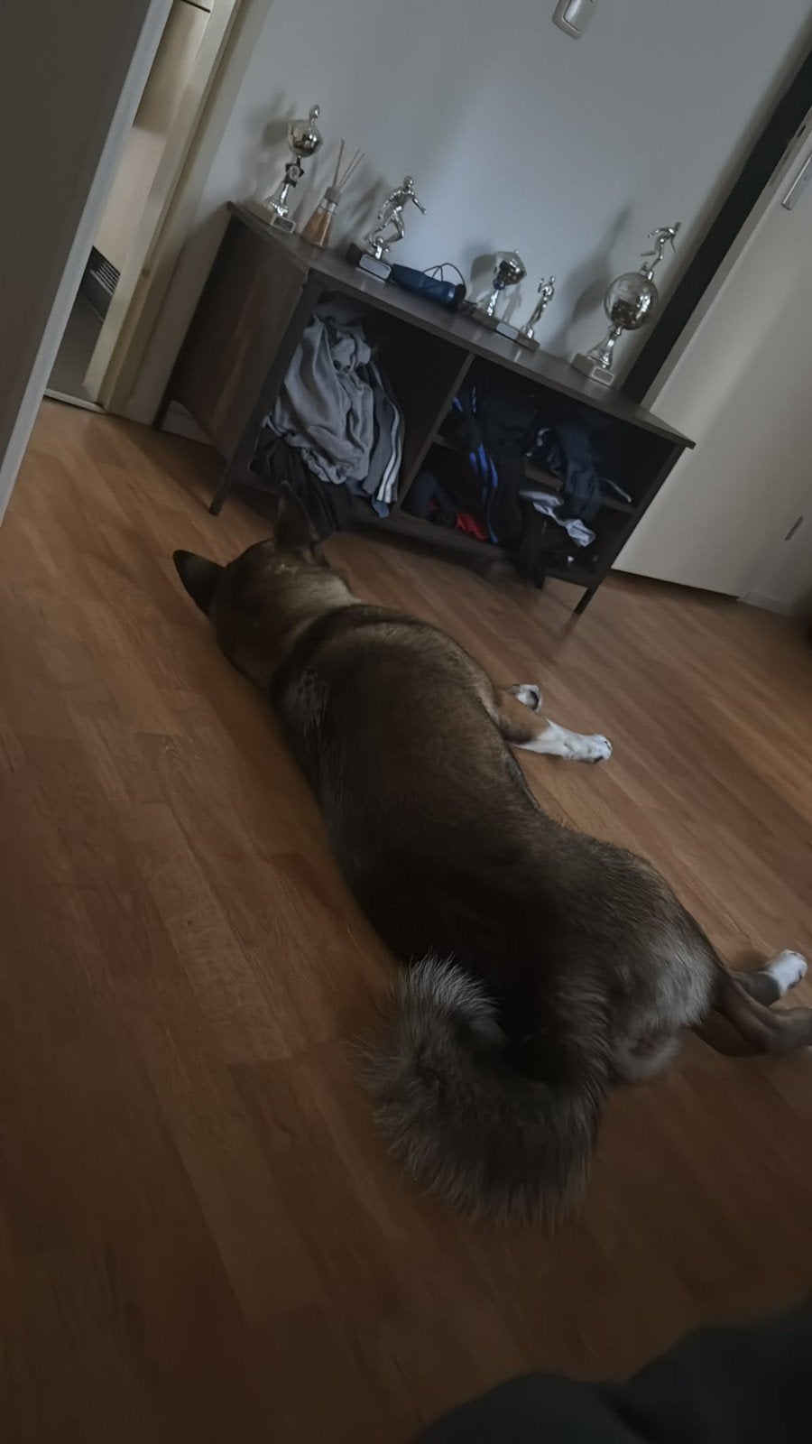 akita hond, 1 tot 2 jaar, Teef, Parvo, Eén hond