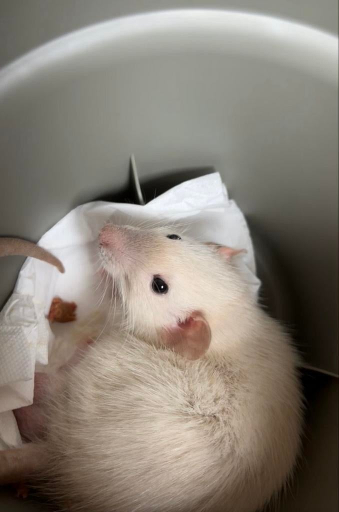 Tamme rat (mannetje) opzoek naar groep adoptie, Dieren en Toebehoren, Knaagdieren, Maart, Mannelijk, Rat
