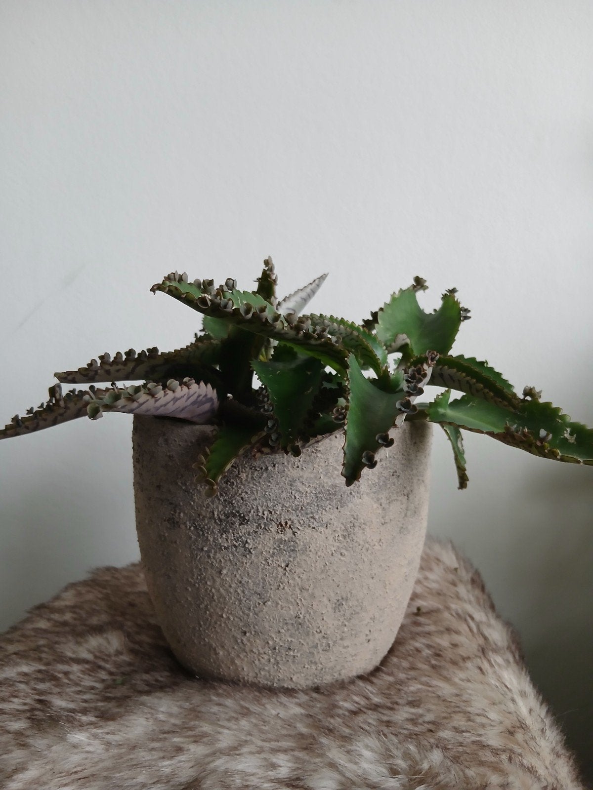 Taupe bloempot handbewerkt met mother of thousands, Ophalen, Overige materialen, Rond, Binnen