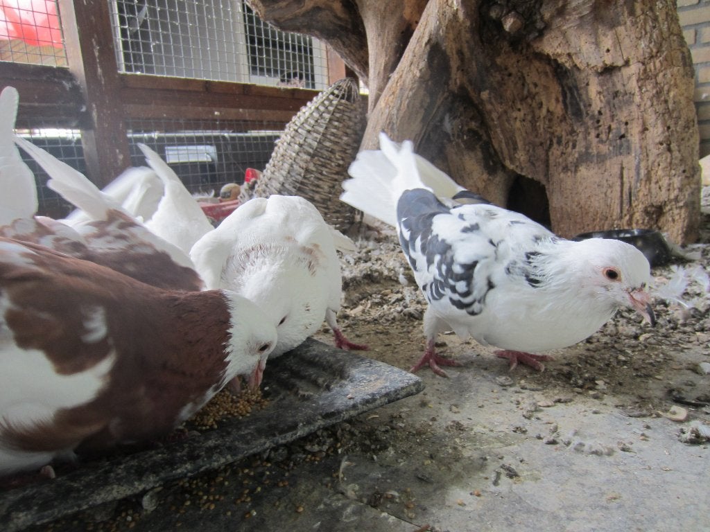 sierduif, wit en bont, bruin en zwart, Dieren en Toebehoren, Vogels | Duiven, Meerdere dieren, Overige soorten