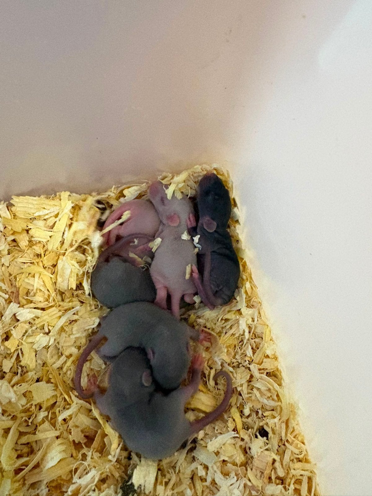 dwergrittens, Dieren en Toebehoren, Rat, Juli, Meerdere dieren, Tam