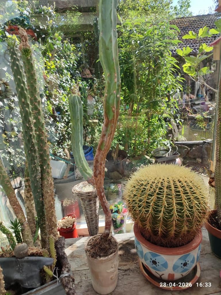Cactussen groot, Ophalen, Rond, 25 tot 40 cm, 40 tot 70 cm