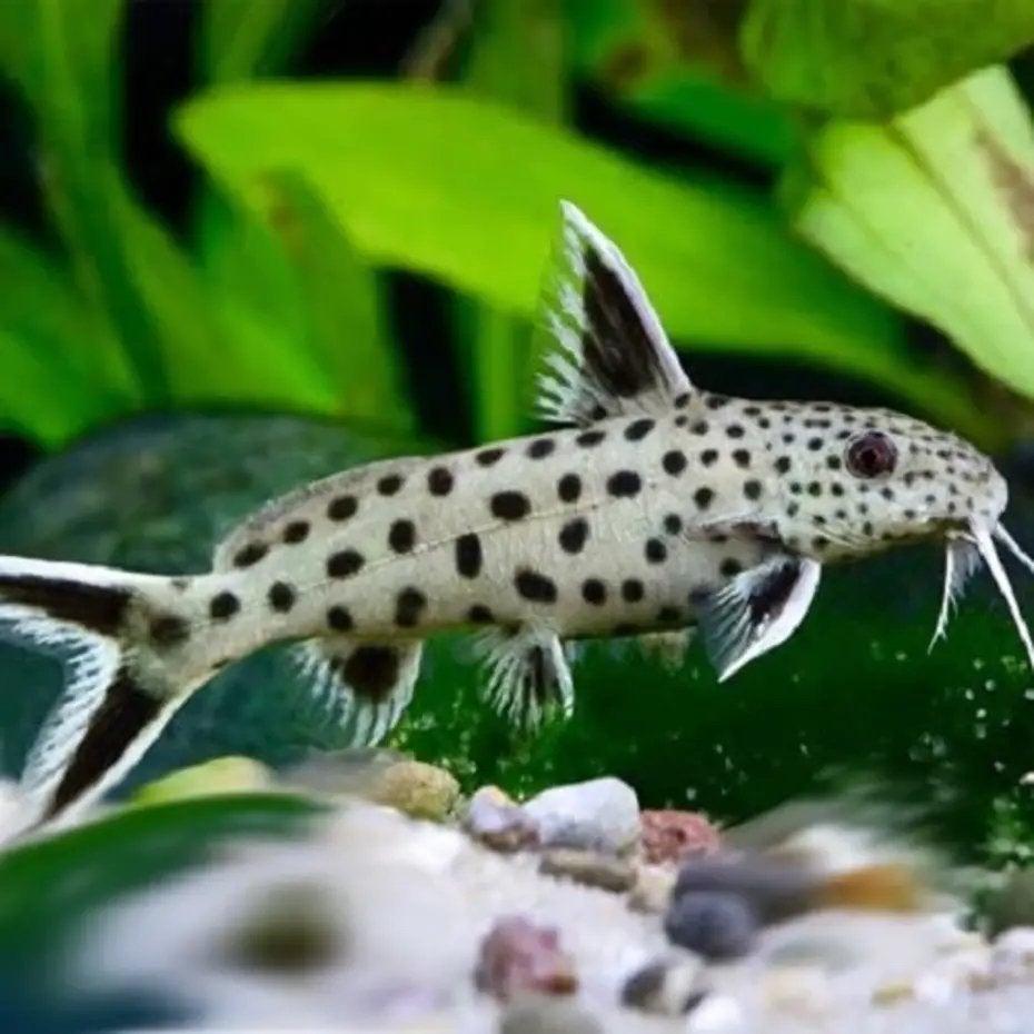 Synodontis petricola dwerg, Vis