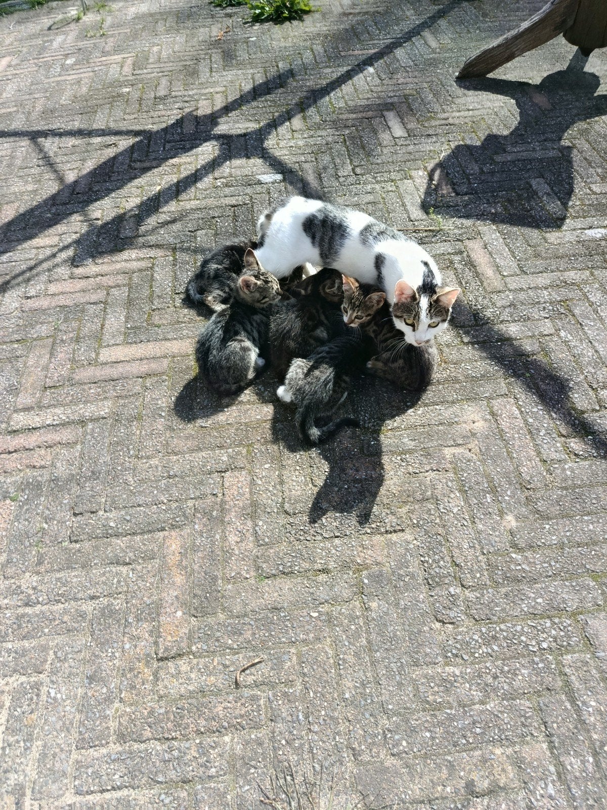 5 Kittens t.e.a.b. 10 weken oud.