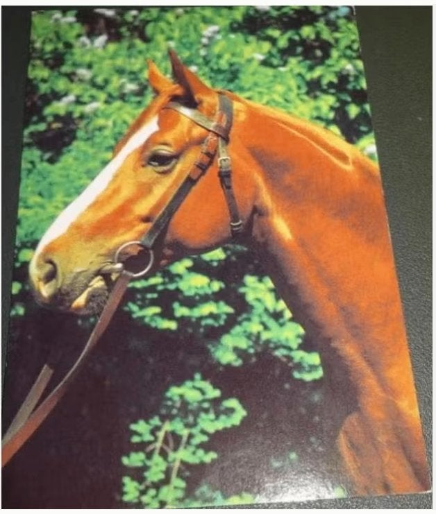 Paarden - Beschut plekje, Verzenden, 1960 tot 1980, Gelopen, Paard